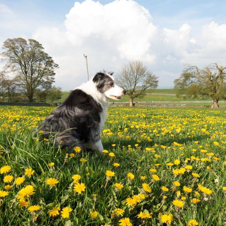 Bolehill Farm Holiday Cottages 3