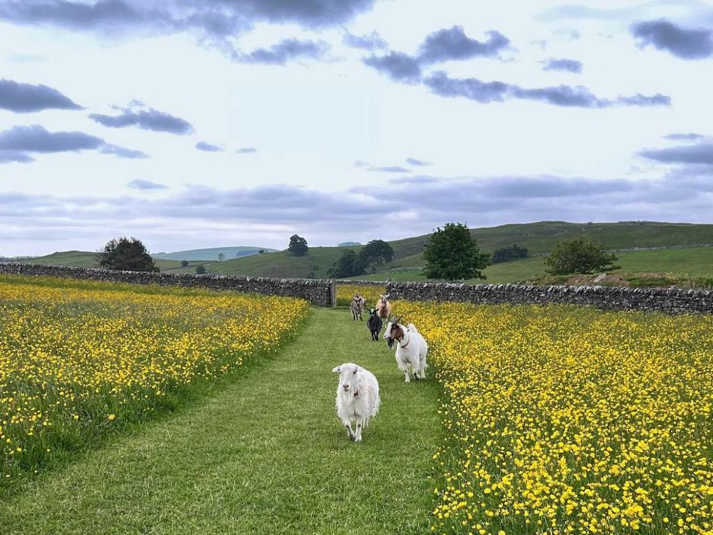 Lower Damgate Farm 7