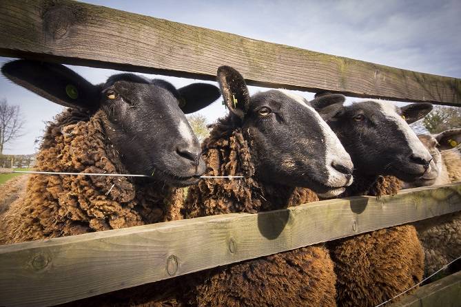 Hall Farm Holidays