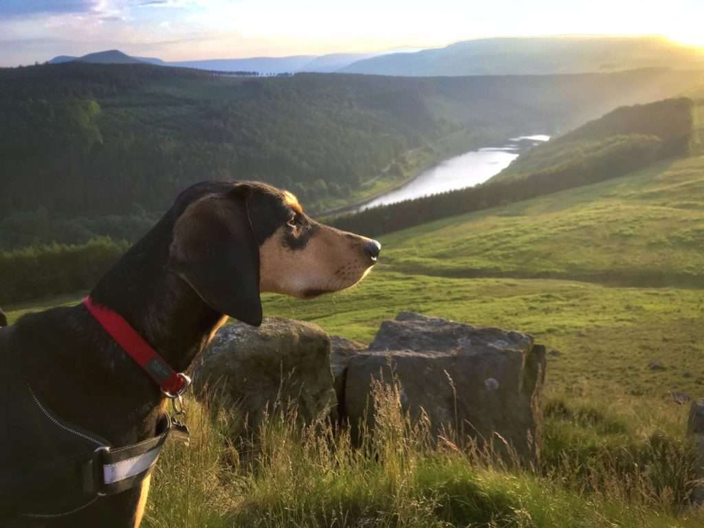 Canine Cottages - Pet Friendly Holiday Cottages