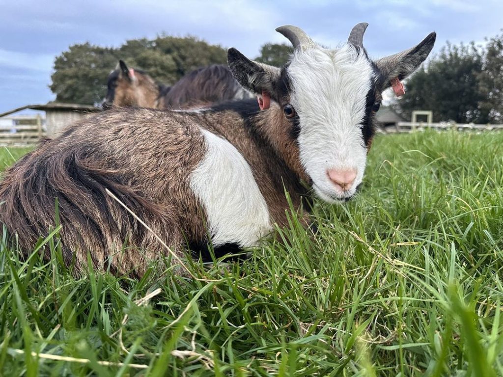 Pomeroy Farm 7