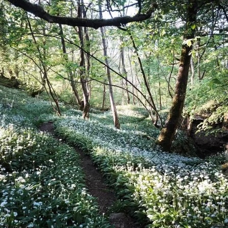 Rewilded Retreats 1