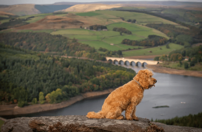 Canine Cottages